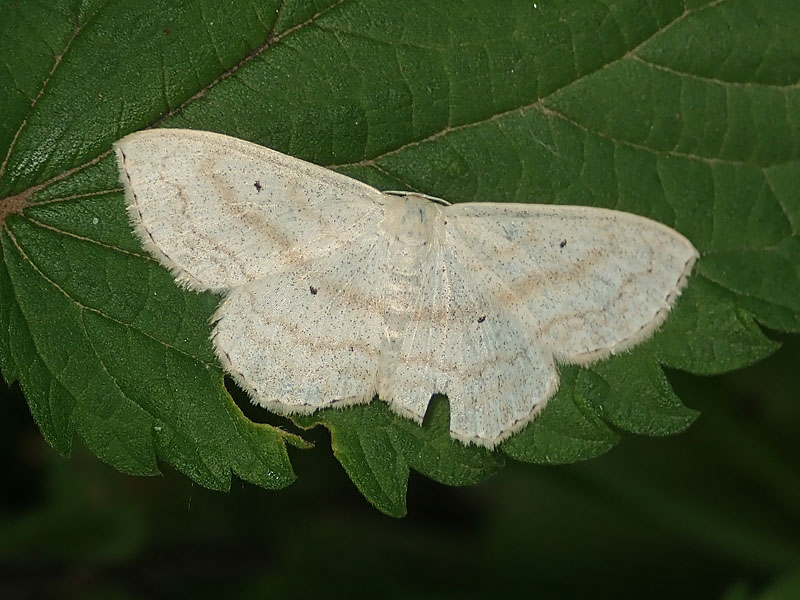 Geometridae: Scopula incanata ??